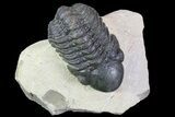 Bargain, Reedops Trilobite - Foum Zeguid, Morocco #84682-3